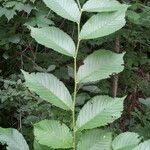 Ulmus rubra Ліст