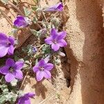 Campanula andrewsii Flower