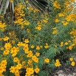 Tagetes lemmonii Vivejo