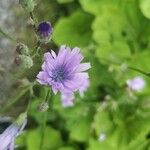 Lactuca macrophylla Fleur