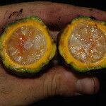 Raphia hookeri Fruto