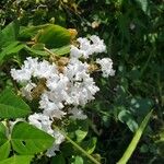 Lagerstroemia speciosaLorea