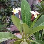 Η Πλουμέρια ή Πλουμερία (Plumeria, κοινές ονομασίες Φραντζιπάνι),[Σημ. 1] Ροδίτικο φούλι, Αιγυπτιακό φούλι ή Ινδικό φούλι, είναι γένος ανθοφόρων φυτών στην οικογένεια των Αποκυνίδων (Apocynaceae)Flor