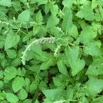 Scutellaria columnae Folio