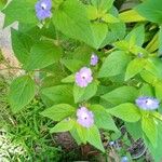 Ruellia geminiflora Kvet