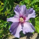 Hibiscus syriacus花