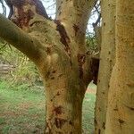 Vachellia xanthophloea Rinde