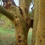 Vachellia xanthophloea Bark