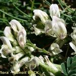 Astragalus depressus Flor
