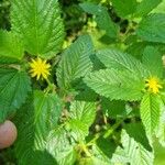 Corchorus hirtus Flower