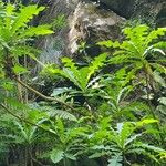 Sonchus fruticosus Hoja