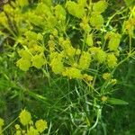 Cachrys sicula 花