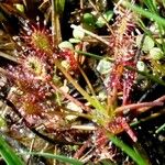 Drosera intermedia Lapas