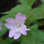 Epilobium montanum Кветка