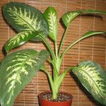 Dieffenbachia oerstedii Feuille