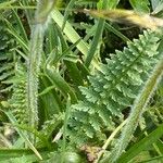 Pedicularis gyroflexa Yaprak