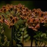 Lomatium dasycarpum Плод