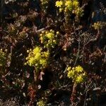 Aeonium spathulatum Alkat (teljes növény)