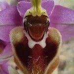 Ophrys tenthredinifera Цвят