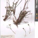 Gnidia hockii Other