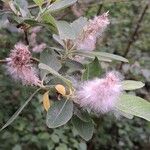 Salix cinerea 果實