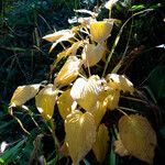 Hosta plantaginea Buveinė