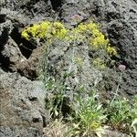 Isatis tinctoria Fleur