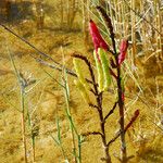 Salicornia rubra Frutto