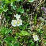 Pinguicula alpina Kwiat