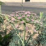 Seseli gummiferum 花