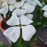 Cornus nuttallii Flower