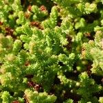 Sedum moranense Leaf