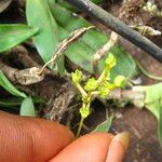 Angraecopsis elliptica Blomst