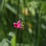 Lathyrus nissolia 花