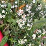 Symphyotrichum ericoidesŽiedas