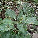 Psychotria microdon Ostatní