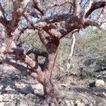 Commiphora monstruosa Corteza