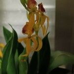 Prosthechea cochleata 花