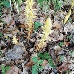 Orobanche flava Flower