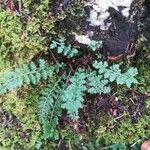 Asplenium exiguum Folha