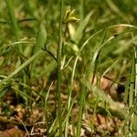 Gagea spathacea Habitus