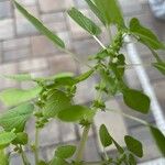 Parietaria floridana Flor