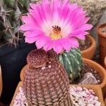 Echinocereus rigidissimus 花