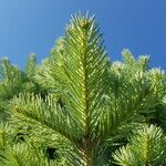 Abies lasiocarpa Yaprak