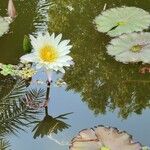 Nymphaea micrantha पत्ता