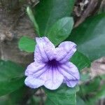 Ruellia tuberosa फूल