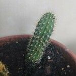 Echinopsis huascha Hoja