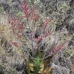 Aloe secundiflora Çiçek