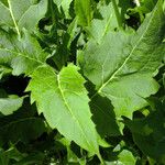 Silphium perfoliatum Blad