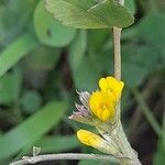 Medicago monantha Цвят